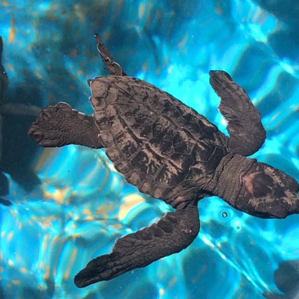 Visitar el Centro Mexicano de la Tortuga – MAZUNTE, PUEBLOS MÁGICOS